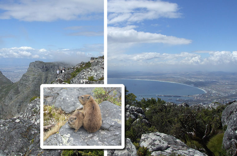 Flere smukke udsigtsbilleder fra Table Mountain. På bjerget var også disse søde hamster-lignende dyr...